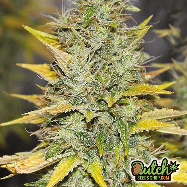 Buy Gold Leaf Feminized Cannabis Seeds Online For Sale - DSS