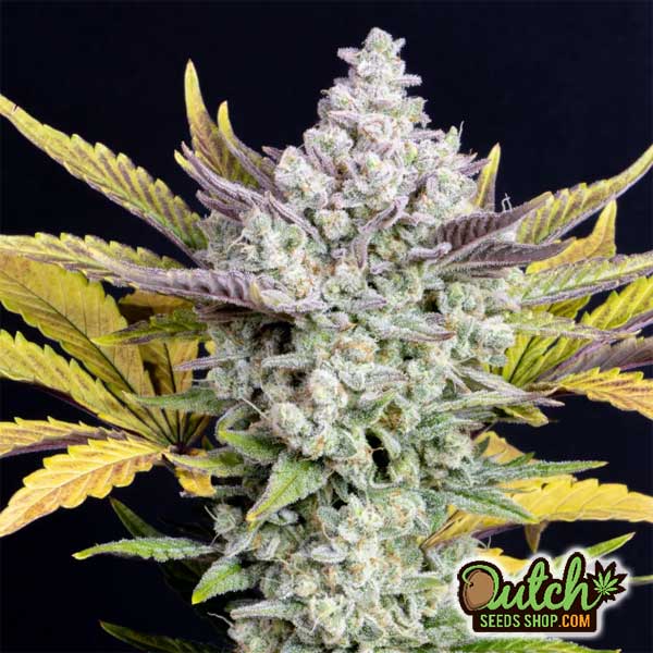 Buy Gorilla Glue Autoflower Cannabis Seeds Online - DSS