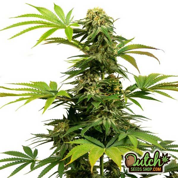 Buy Harlequin Feminized Cannabis Seeds For Sale - DSS