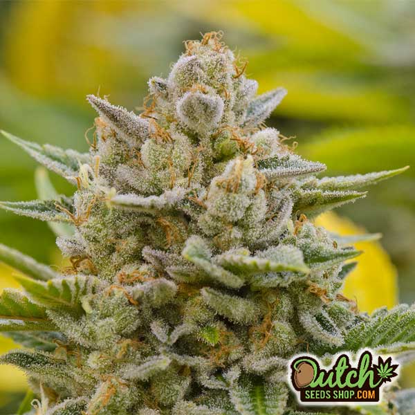 Buy Stardawg Feminized Cannabis Seeds For Sale - DSS