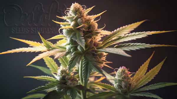 Flowering Stage: Triggering Bud Production with Light Schedules
