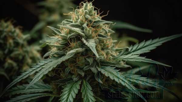 Flowering Time and Yield of AK-47 Seeds
