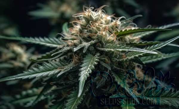 Flowering Time and Yield of Amnesia Blue Head Band Feminized Seeds