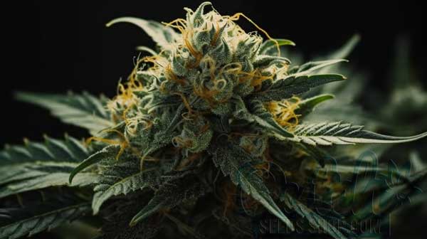 Flowering Time and Yield of Critical Fast Bud Seeds