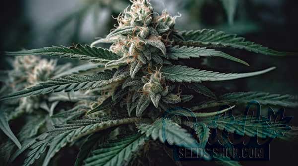 Flowering Time and Yield of Northern Lights Seeds