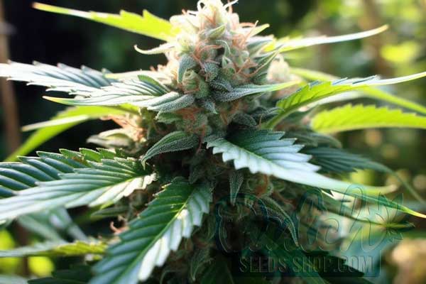 Flowering Time and Yield of Red Line Haze Seeds