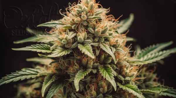 Flowering Time and Yield of Strawberry Kush Seeds