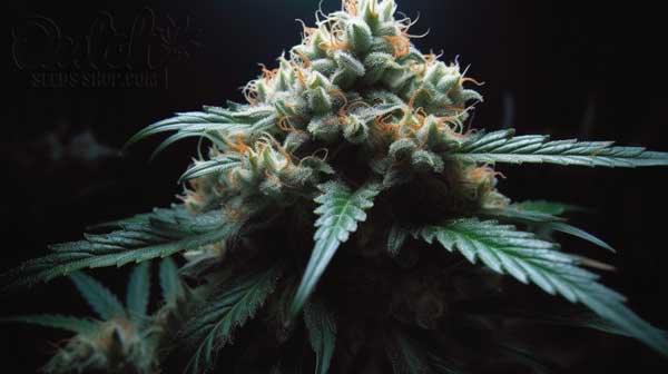 Flowering Time and Yield of White Poison Seeds