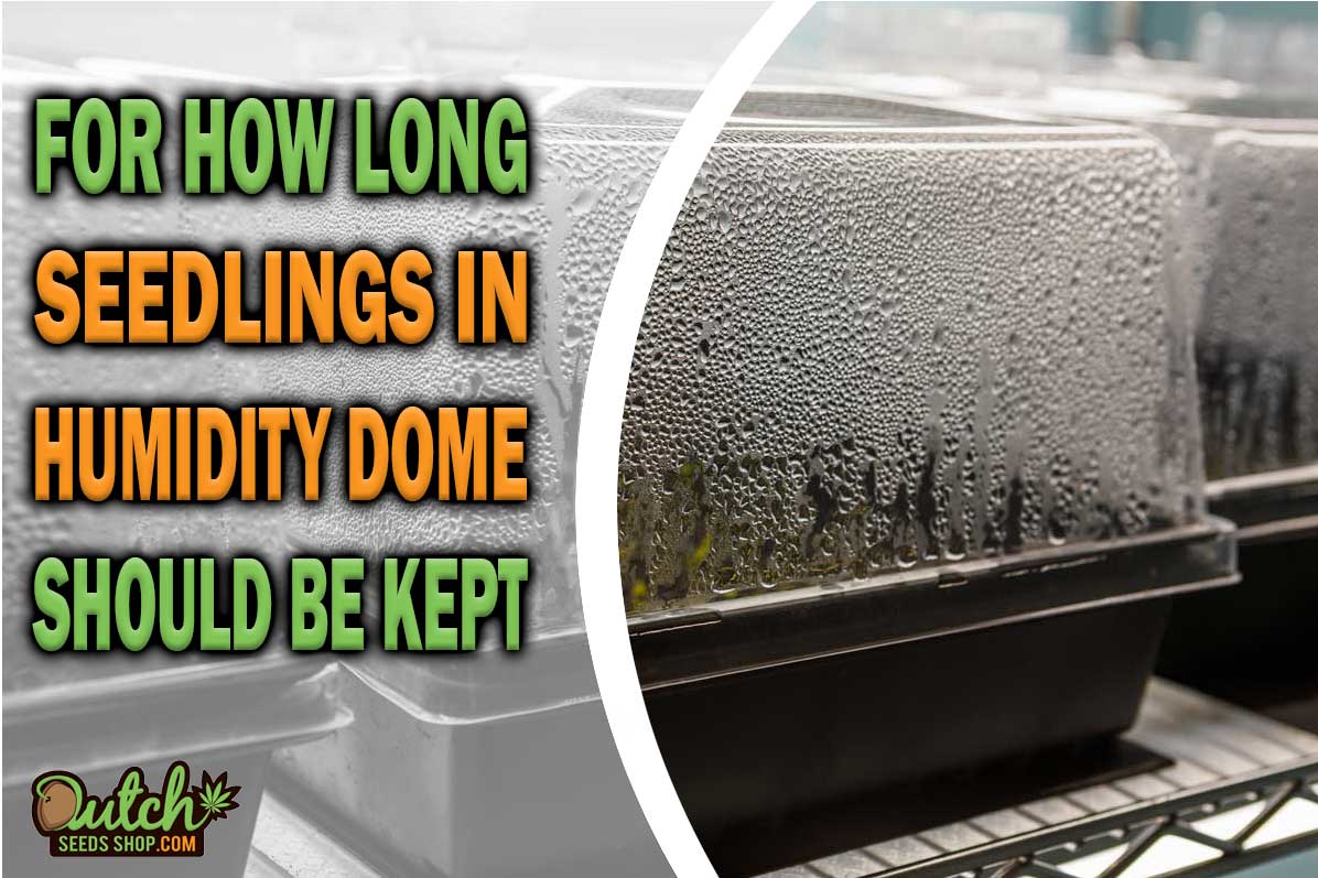 How Long to Keep Seedlings in a Humidity Dome