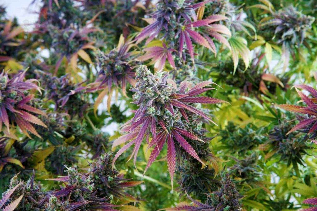 Fully Grown Marijuana – Harvesting Time