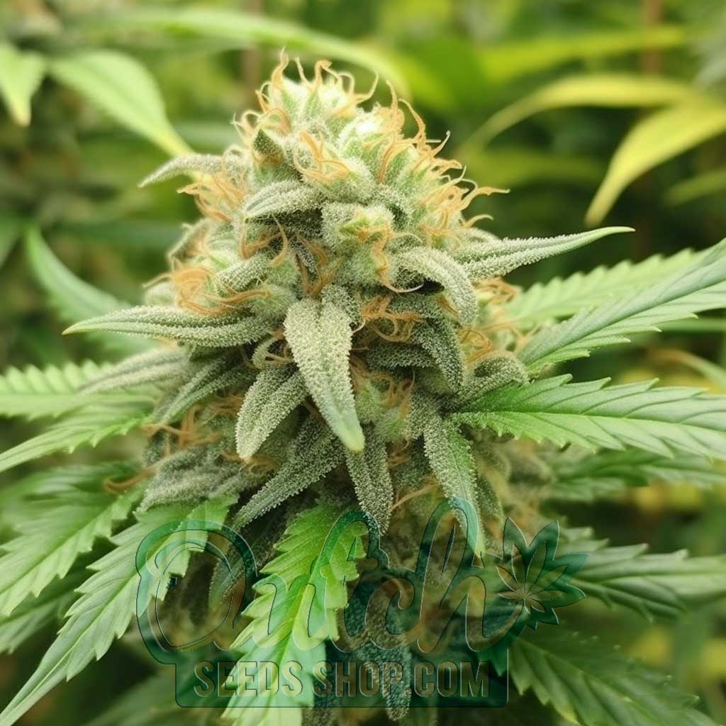 Gelato Feminized Seeds – : 10 seeds