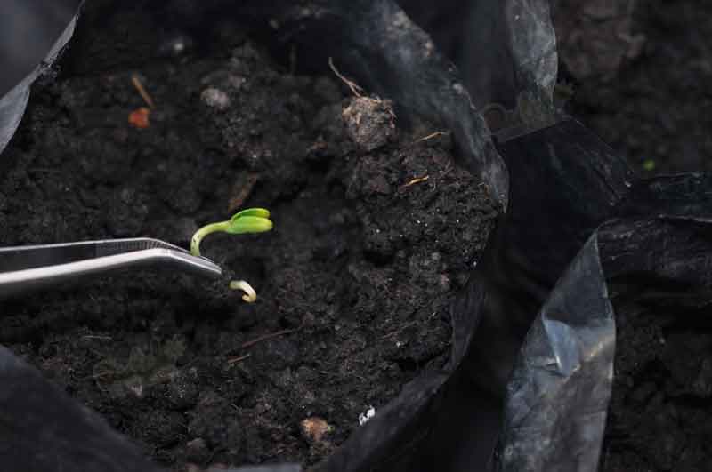 Germinate Autoflower Seeds Directly In Soil