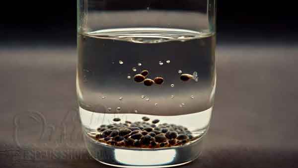 Germinating Seed in Water