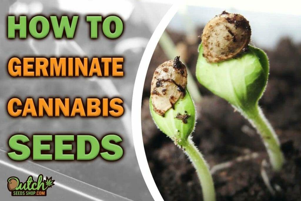 Germination Guide: How to Germinate Marijuana Seeds Successfully