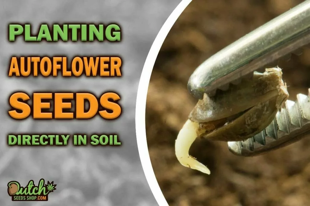 Germination Guide: Planting Autoflower Seeds Directly In Soil