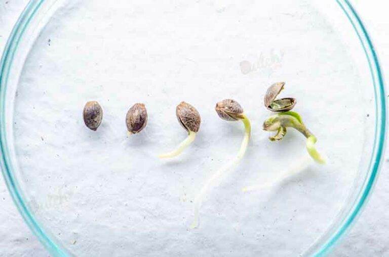How to Germinate Autoflower Seeds StepByStep Guide DSS
