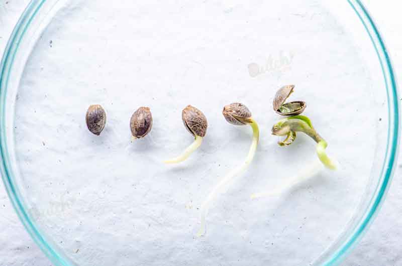 Germination of Cannabis Seed