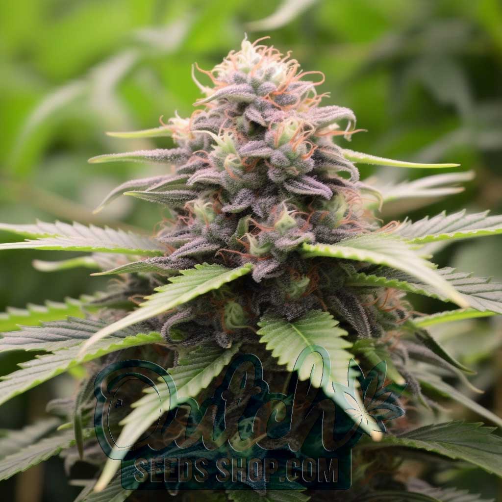 Girl Scout Cookies Feminized Seeds – : 10 seeds
