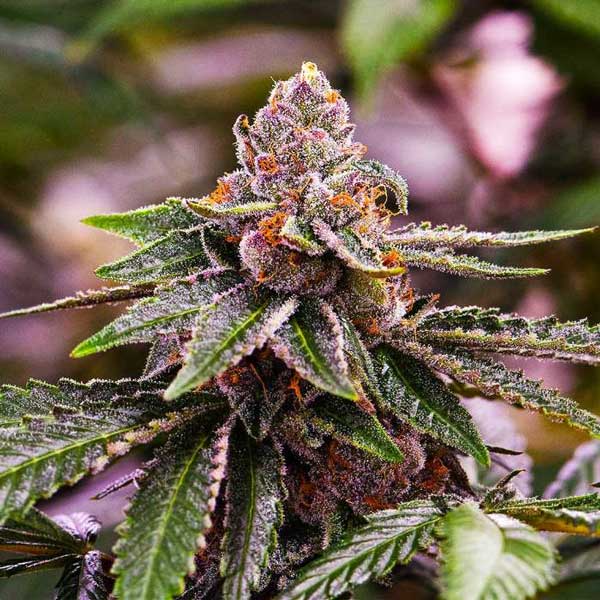 Buy Girl Scout Cookies Feminized Cannabis Seeds Online- DSS