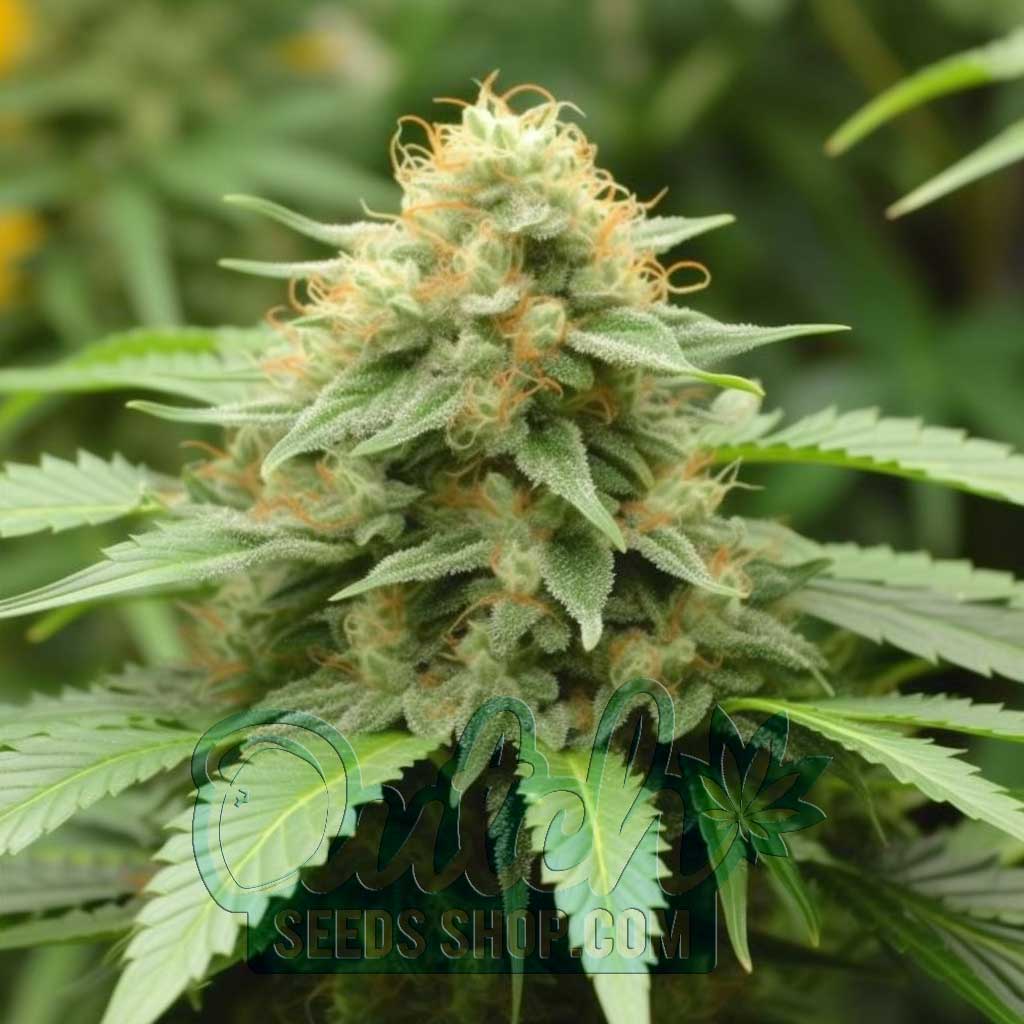 Gold Leaf Feminized Seeds – : 20 seeds