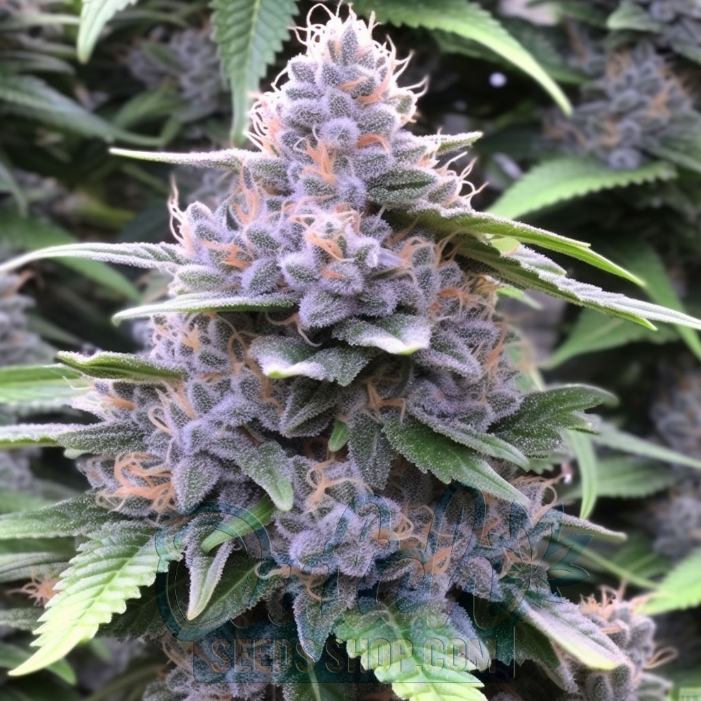 Buy Grandaddy x Bruce Banner Cannabis Seeds For Sale -DSS