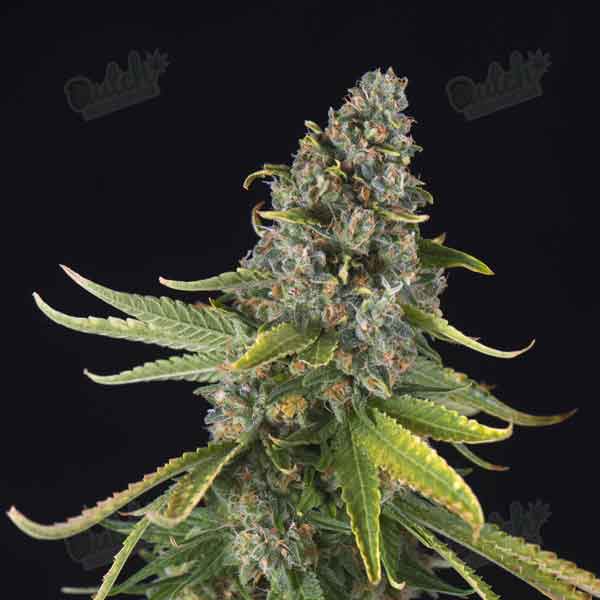Buy Green Crack Autoflower Cannabis Seeds For Sale - DSS