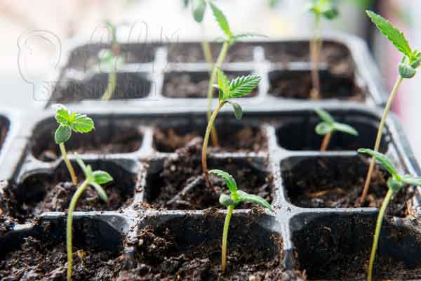 Grow Autoflowering Cannabis Plants Week By Week Pictures 1