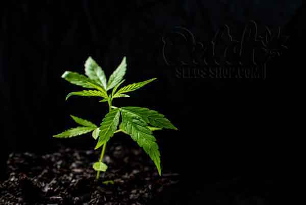 Grow Autoflowering Cannabis Plants Week By Week Pictures 2