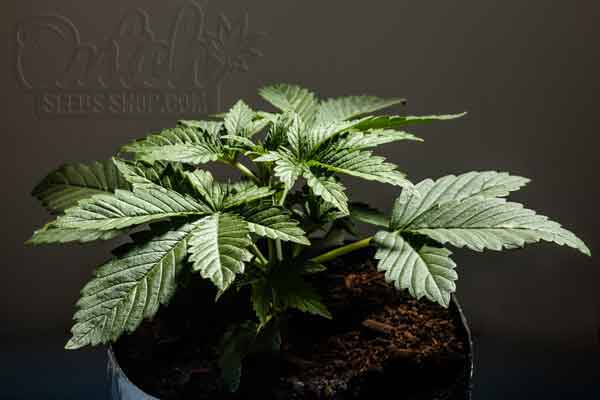 Grow Autoflowering Cannabis Plants Week By Week Pictures 3