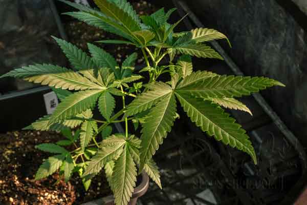 Grow Autoflowering Cannabis Plants Week By Week Pictures 4