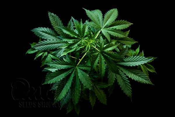 Grow Autoflowering Cannabis Plants Week By Week Pictures 5