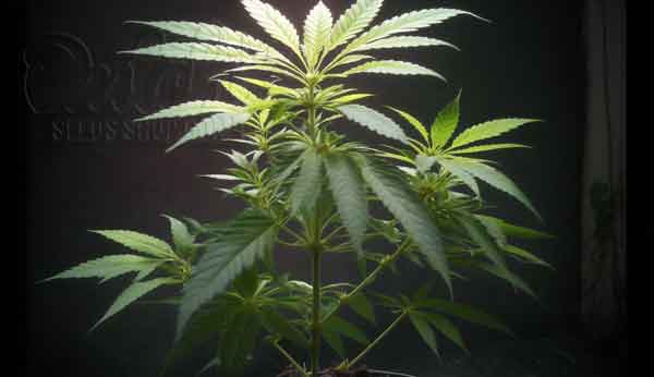 Grow Autoflowering Cannabis Plants Week By Week Pictures 6