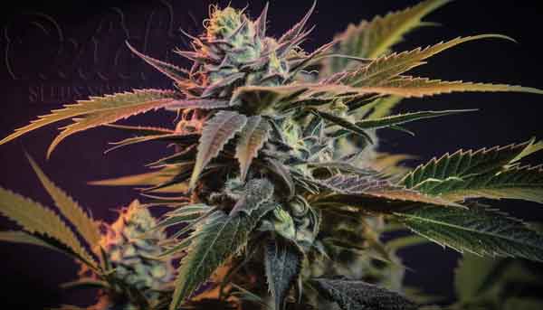 Grow Autoflowering Cannabis Plants Week By Week Pictures 8