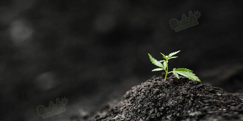 Grow Journal Of Blue Dreamatic Autoflowering Seeds