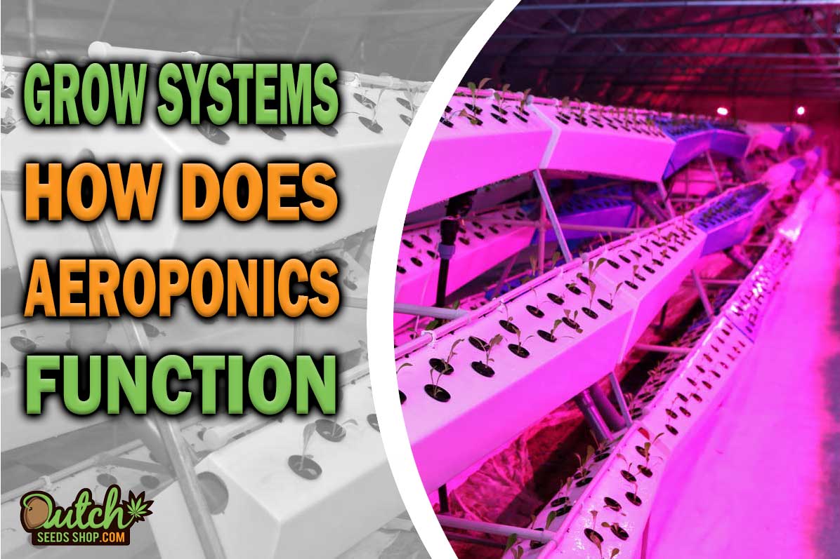 Grow Systems: How Does Aeroponics Work?