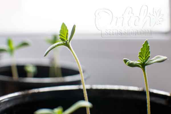 Growing Autoflowers Guide Time From Seed To Harvest Seedling