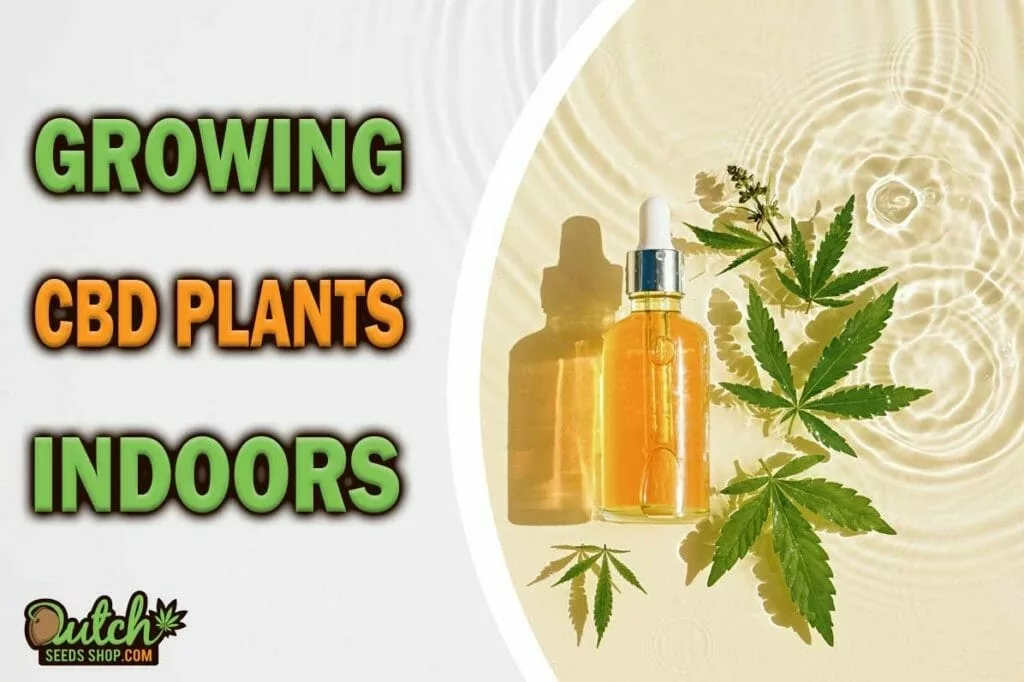 Growing CBD Plants Indoors: A Cautionary Tale
