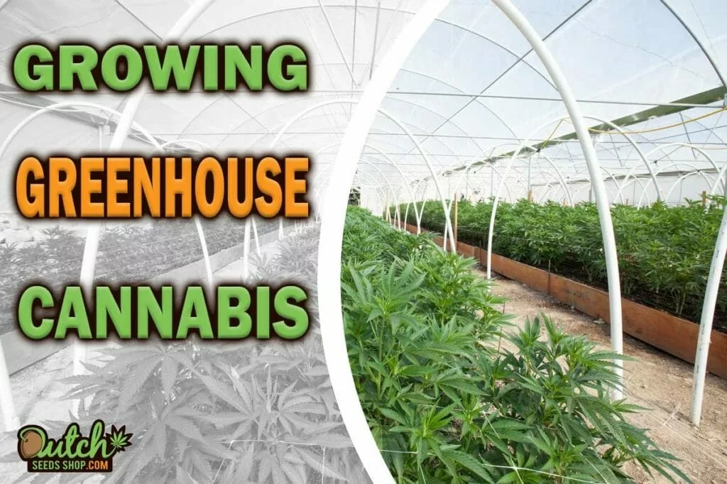 Growing Cannabis in a Greenhouse