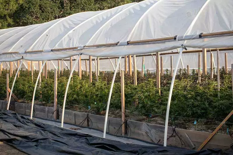 Growing Cannabis Outdoors: When and How