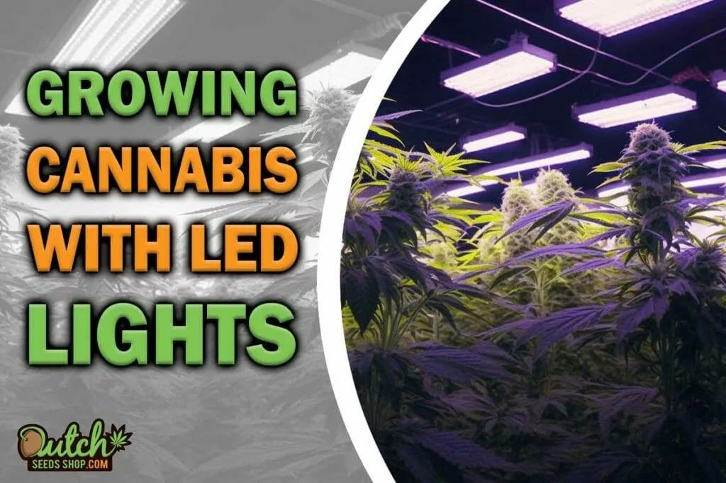 Growing Cannabis With LED Lights