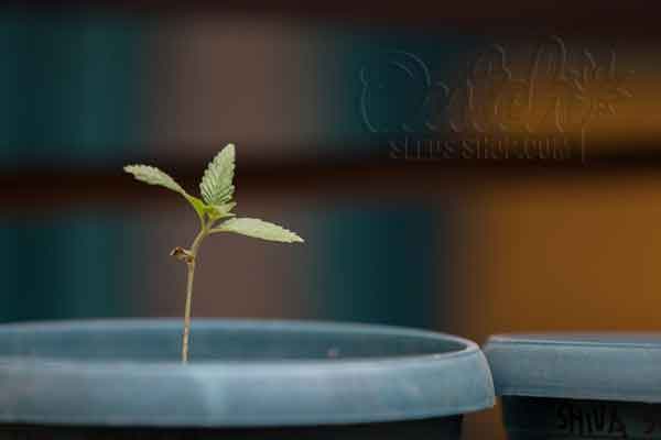 Growth And Development Of Cannabis Plants