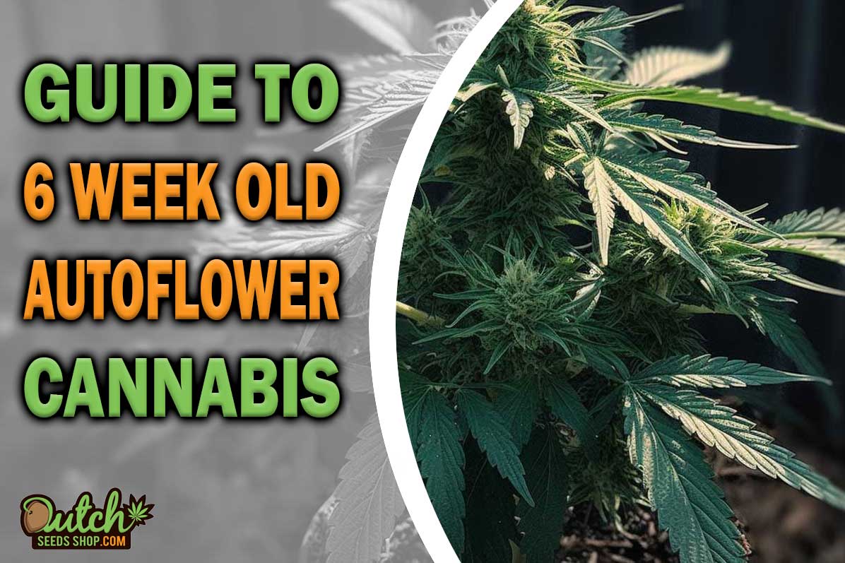 Guide to 6-Week-Old Autoflower Cannabis Plants