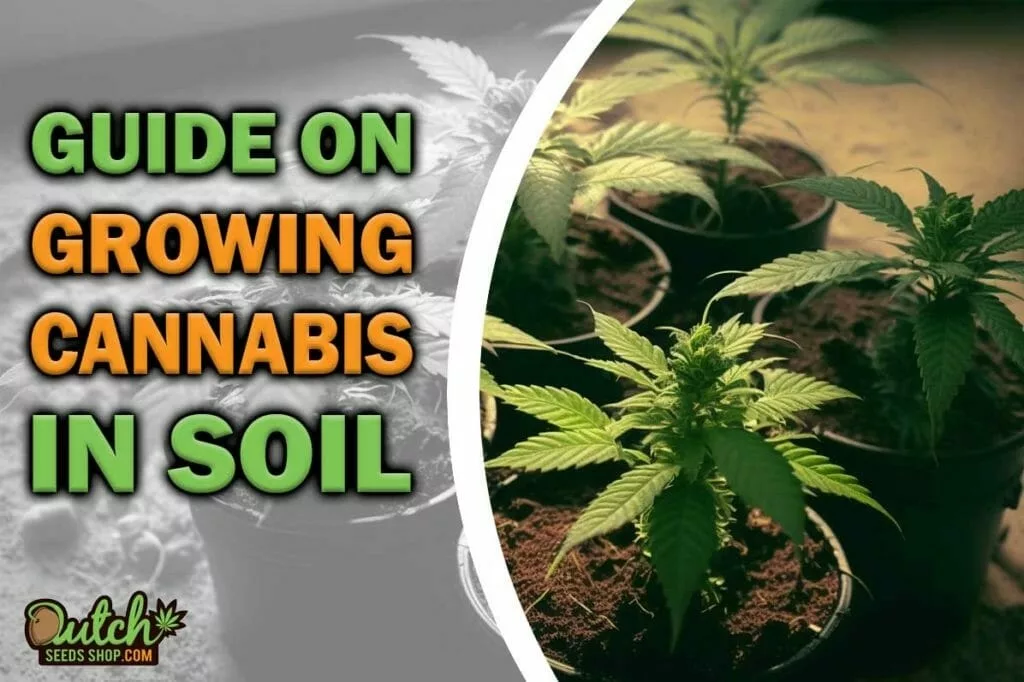 Guide on Growing Cannabis in Soil