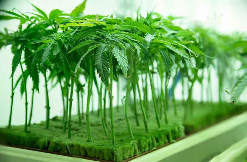 Guide to Cannabis Cloning