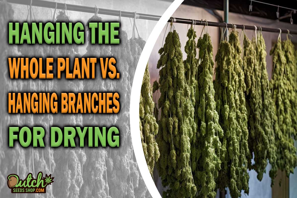 Hanging the Whole Plant vs. Hanging Branches