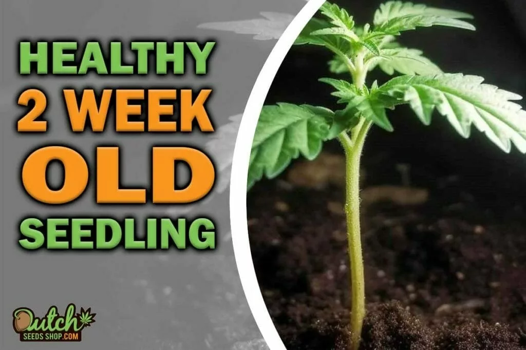 2 Week Old Seedling: Healthy Cannabis Growth Tips