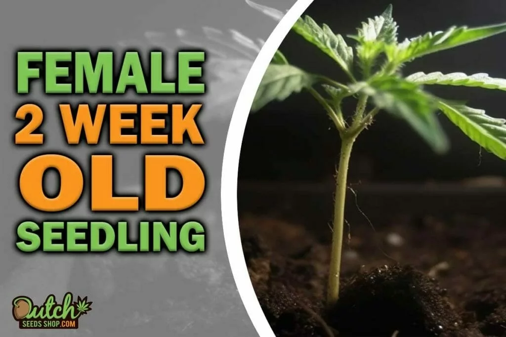 Healthy vs Overwatered Female 2 Week Old Seedling