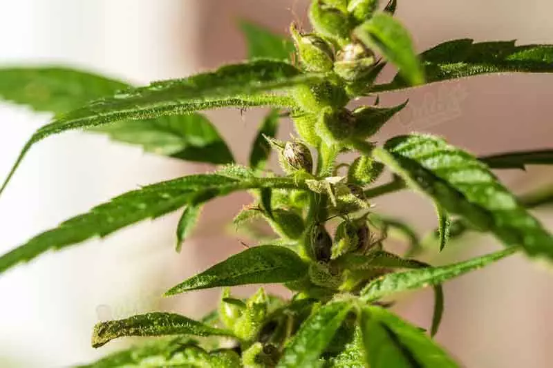 Hermaphroditic Cannabis Plant