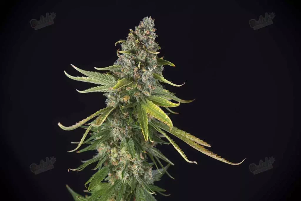 Highest Yielding Auto THC Feminized Seeds For Sale At DSS Green Crack Autoflower