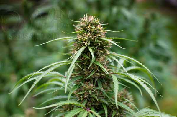 How Cannabis Plants Reproduce
